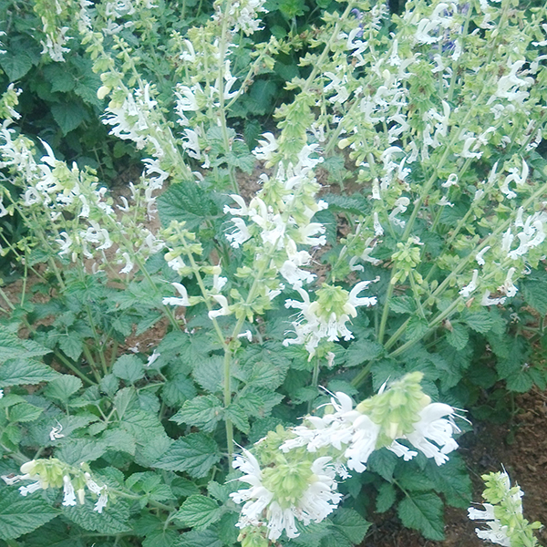 白花丹參