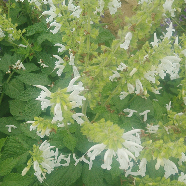 山東丹參