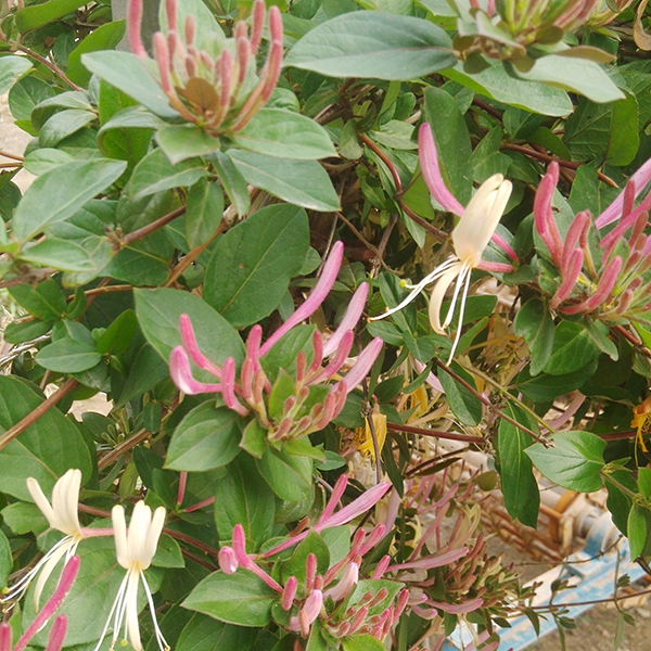 臨沂金銀花
