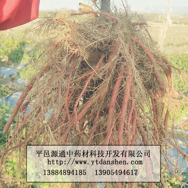 丹參