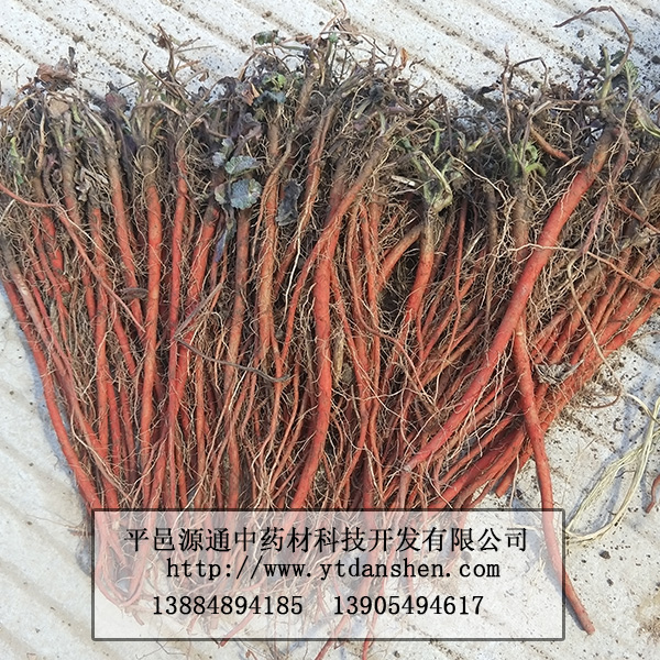 丹參苗