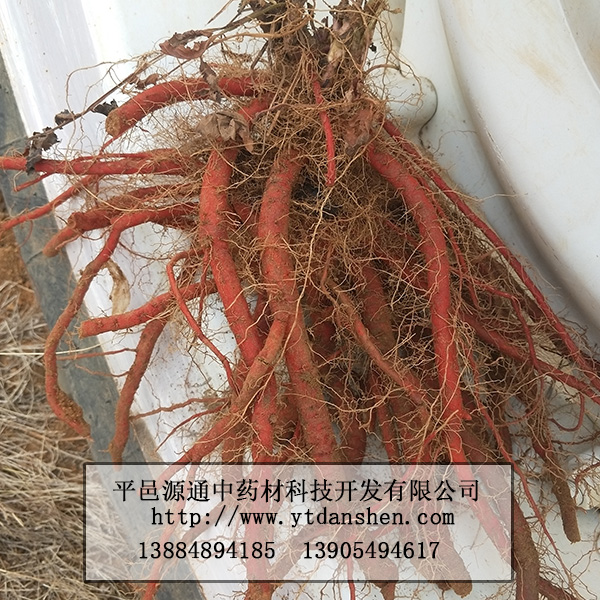 丹參苗直銷