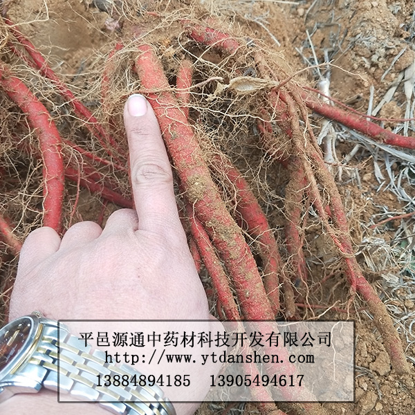 蒙山丹參苗