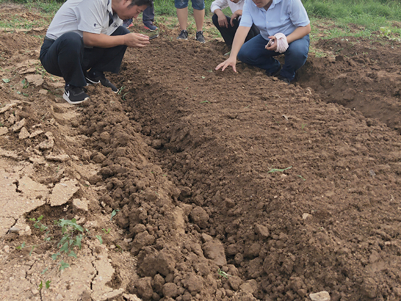 丹參苗基地土壤檢測