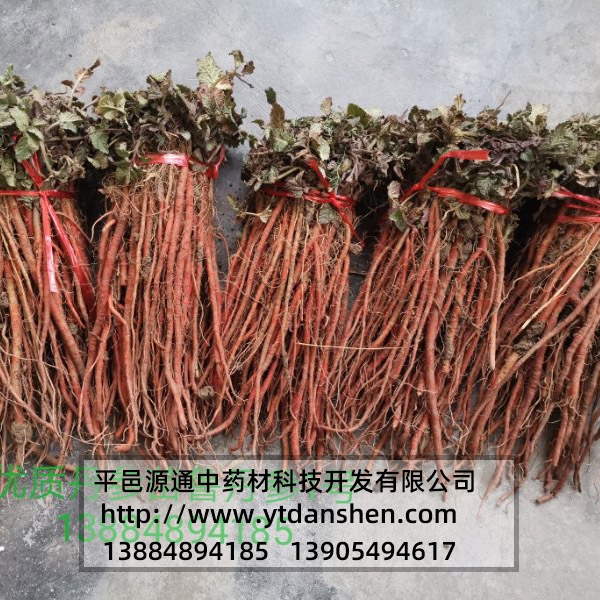 丹參苗批發(fā)