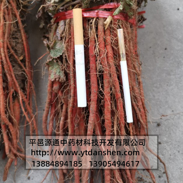 丹參苗價(jià)格