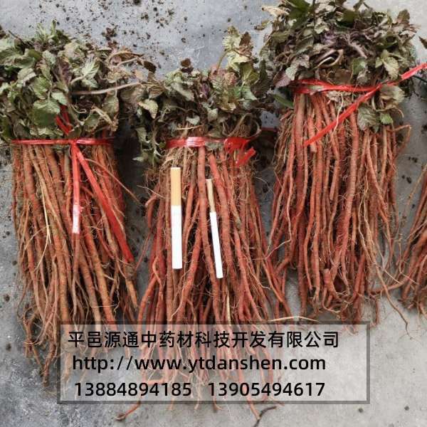 臨沂丹參苗